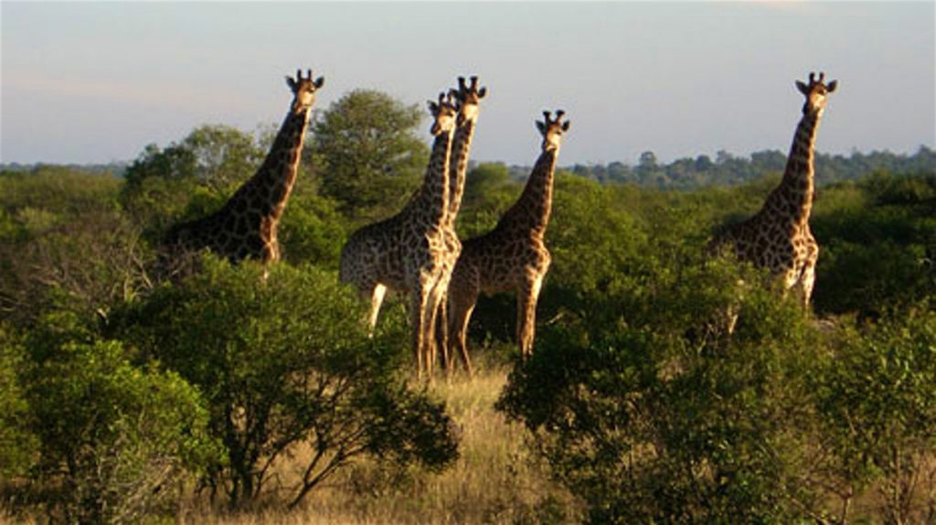 Kruger National Park South Africa for your next trip